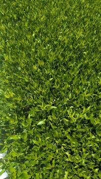 A lush, dense field of vibrant green leaves under bright sunlight, creating a natural and serene texture.
