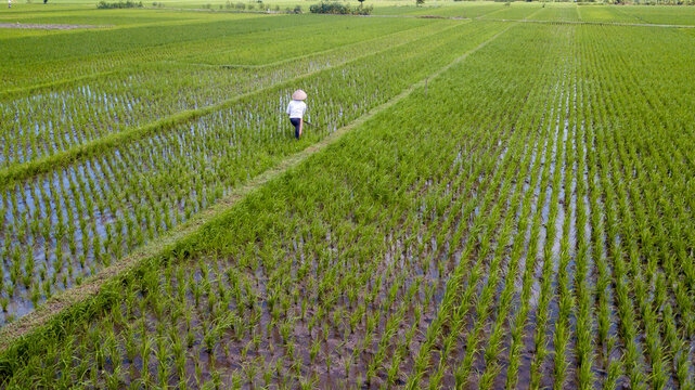 Aerial View of an Indonesian Farmer Working in a Lush Green Rice Field