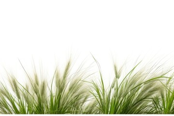 Fototapeta premium Wild grass backgrounds plant green.