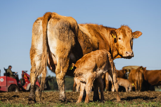 Kalb trinkt von Kuh