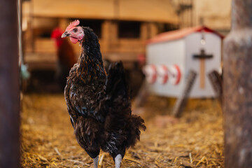 Huhn steht im Hühnerstall © Medienzunft Berlin