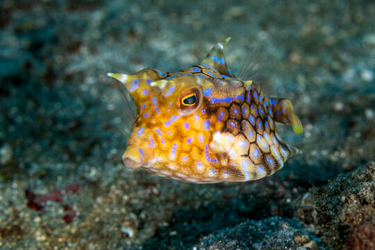 Indonesia, Bali, Candidasa, Thornback Cowfish (Lactoria fornasini)