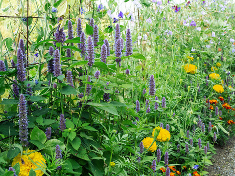 A group of Anise Hyssop, Agastache foeniculum, herbaceous perennial plant, and pollinator magnet blooming with purple flowers in a garden with other decorative plants