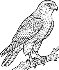 Fototapeta premium A black and white illustration of a hawk perched on a tree branch