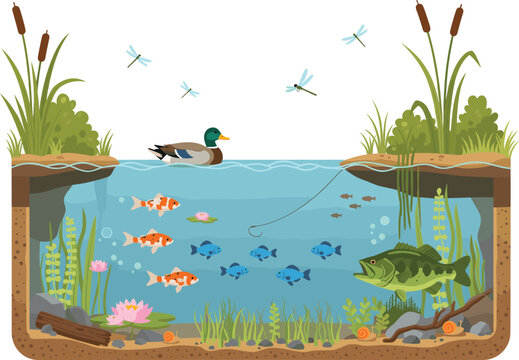 Freshwater Pond Ecosystem Cross Section Vector Illustration with Underwater Fish, Mallard Duck, Water Lilies, Aquatic Plants, and Dragonflies for Nature Education and Biology