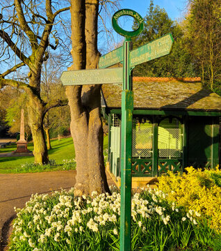 Daffodils in Avenham and Miller park, Preston 