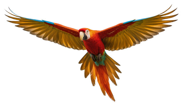 Scarlet Macaw parrot bird flying with wings spread wide