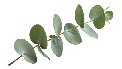Eucalyptus branch with round leaves © Elowen