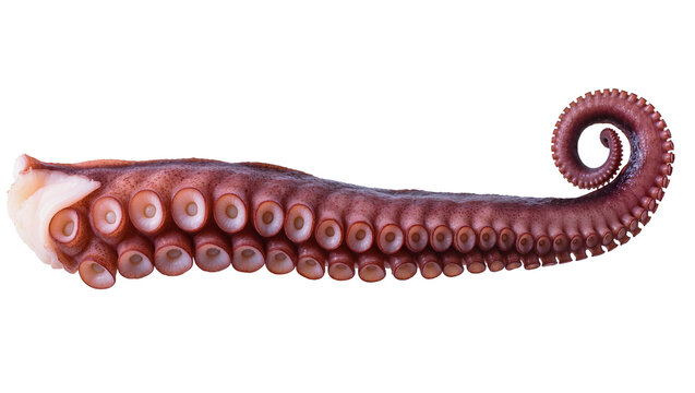 Octopus tentacle with suction cups, curled end