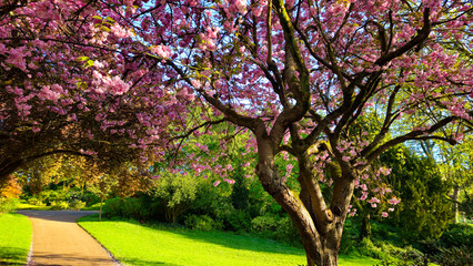 Fototapeta premium Cherry Blossom Trees in Avenham and Miller park, Preston 