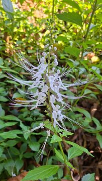 Orthosiphon Aristatus Cat's Whiskers Flower in Natural Garden