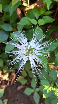 Orthosiphon Aristatus Cat's Whiskers Flower in Natural Garden