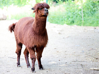 Alpaca in a clearing © Janusz