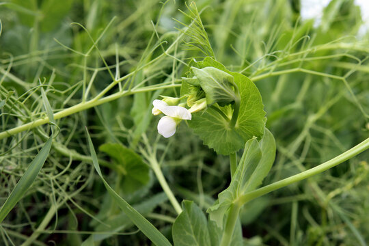 Erbsenbl&uuml;te