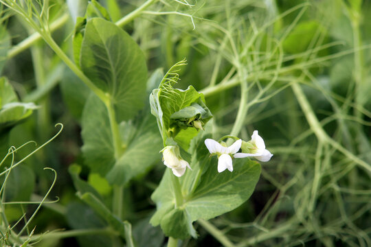 Erbsenbl&uuml;te