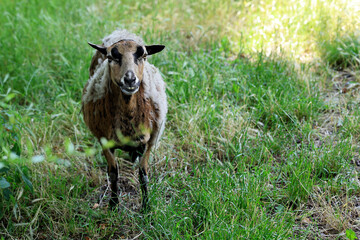 Goat in a clearing © Janusz