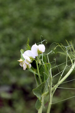 Erbsenbl&uuml;te