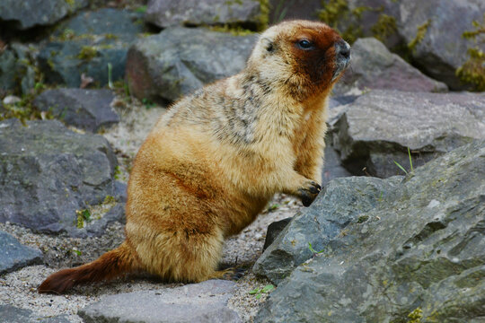 Steppe marmot (Marmota bobak) watching the surroundings propped up on a stone