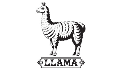 Obraz premium Very beautiful black-and-white engraved vector illustration featuring a LLAMA with detailed fur textures and a decorative breed label reading 