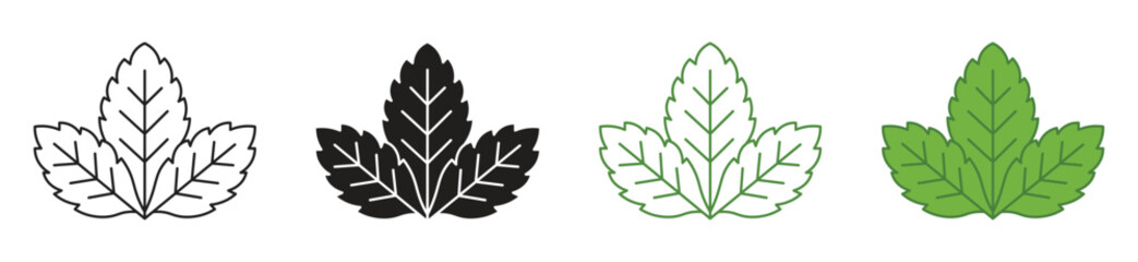 Fresh mint leaf icon set, vector illustration. © JafrinAkther