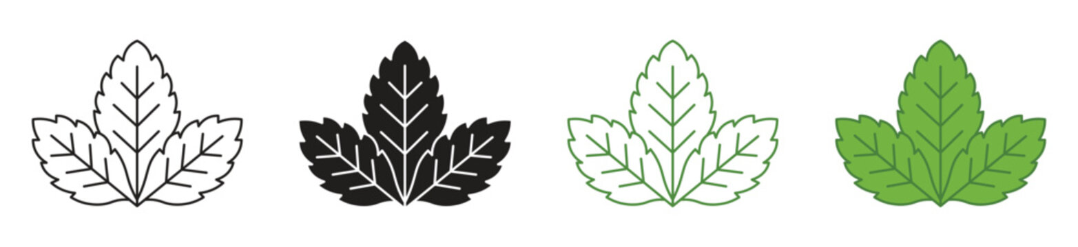 Fresh mint leaf icon set, vector illustration.