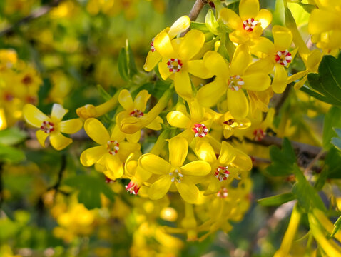Golden currant flowers in spring garden, close up. Ribes aureum or golden clove currant yellow blooming branch