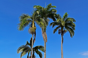 Fototapeta premium Palm trees and blue sky in Sao Jose do Barreiro, Sao Paulo, Brazil