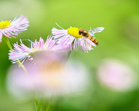 初夏の光を浴びてハルジオンの花にとまるホソヒラタアブ A marmalade hoverfly perched on a Philadelphia fleabane flower in early summer