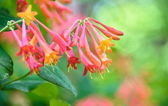 初夏の柔らかな光に包まれて咲く鮮やかなツキヌキニンドウの花 Vibrant coral honeysuckle flowers blooming in the soft early summer light
