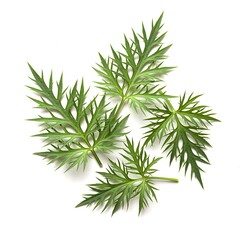 Fototapeta premium Fresh Green Artemisia Leaves Isolated on White Background, Medicinal Herbal Foliage for Natural Wellness