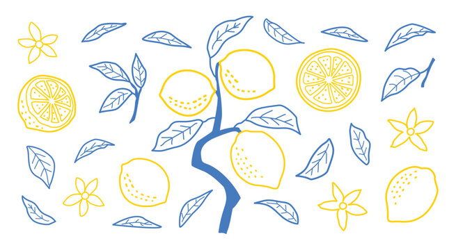 Minimal Lemon Line Art Illustration for Kitchen Decor Botanical Aesthetic Clipart