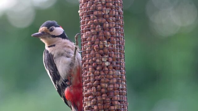 Great Spotted Woodpecker (Dendrocopos major) adult male eating peanuts from a garden bird feeder. June, Kent, UK [Slow motion x4]