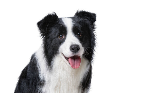 Black and white Border Collie dog with tongue out