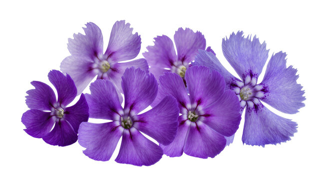 Purple and violet flowers with fringed petals