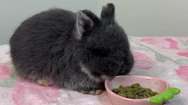 Baby Dark Gray Rabbit Eating Pellets From Bowl
