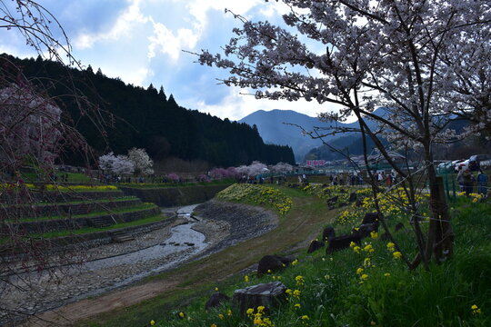 奈良県 宇陀市の又兵衛（桜本郷の瀧桜）
