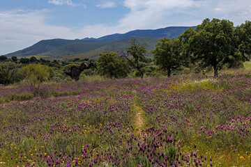 Fototapeta premium Mediterranean forest landscape and mountains in Carrascalejo, Caceres, Spain.