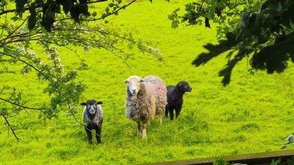 Mother sheep with her two lambs  © Janette