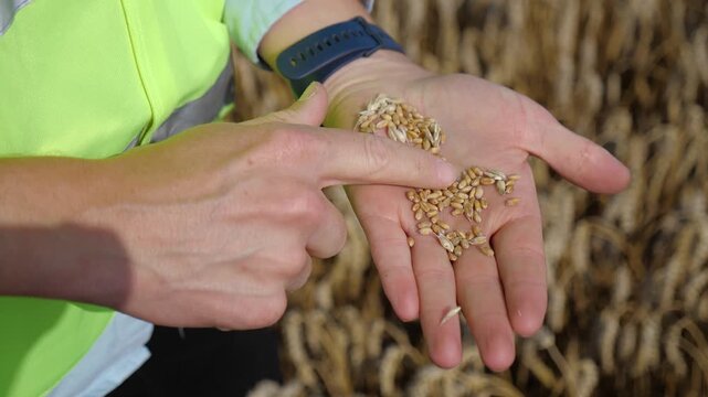 Agronomist Examining Wheat Grains in Hand During Harvest Season, Close Up of Crop Quality Inspection