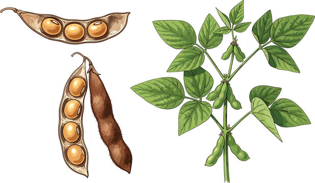 Soybeans vector illustration set with green plant leaves raw pods and ripe kernels for agricultural design