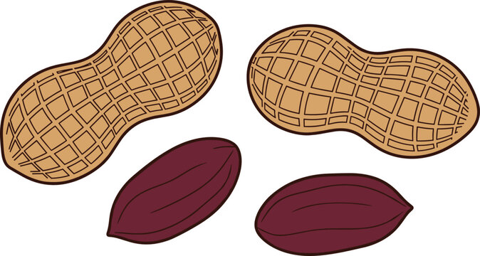 Wholesome raw groundnut clip art bundle displaying hard grid textured outer pods alongside deep maroon peanut kernels for grocery packaging designs