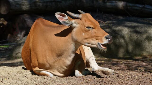 Banteng, Bos javanicus or Red Bull. It is a type of wild cattle But there are key characteristics that are different from cattle and bison: a white band bottom in both males and females.