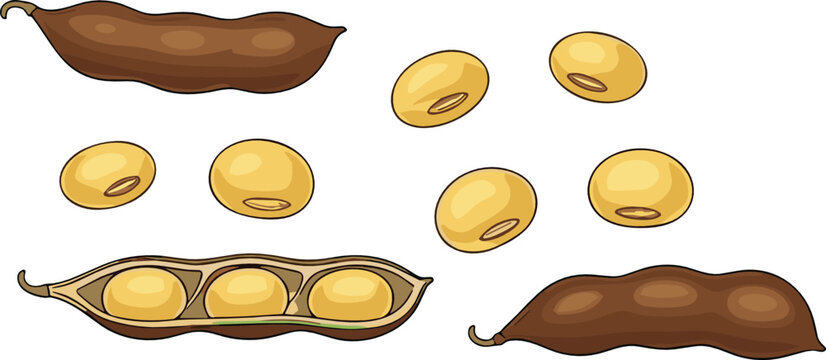 Organic soybeans vector set featuring dried brown pods, opened shell with ripe seeds, and raw harvested soy kernels.