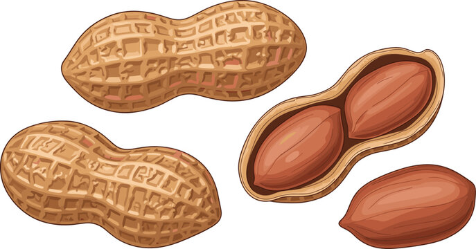 Organic groundnuts vector illustration featuring textured whole peanut pods, cracked open shell with kernels, and a single raw seed.