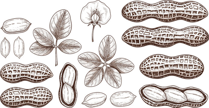 Vintage peanuts botanical vector set featuring detailed hand drawn sketch illustrations of textured pods, raw kernels, leaves, and organic plant flowers.