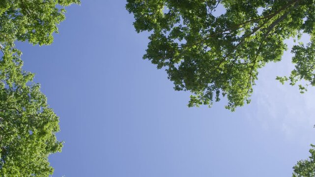 Plane Tree Canopy in Tomar Main Square Park Portugal Summer Sunlight Shot with Cinema Camera