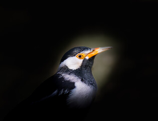 Detailed portrait of an Australian pied myna (Gracupica contra), also known as the Asian pied starling, photographed in dramatic low-key lighting. The bird's contrasting black and white feathers. © Serhii