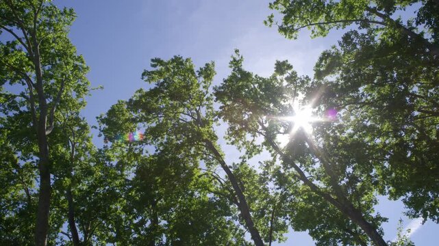 Tall Plane Tree Canopy in Tomar Main Square Park Portugal Summer Sun Shot with Cinema Camera
