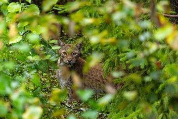 Lynx in the bushes Sweden © Jan