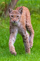 portrait of a lynx © Jan